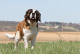 SAINT BERNARD 086